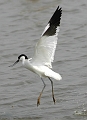avocet, avocets, british-8